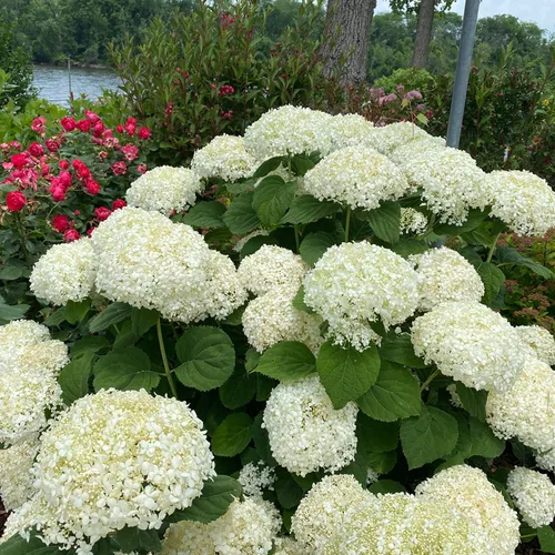 Incrediball Storm Proof™ Smooth Hydrangea