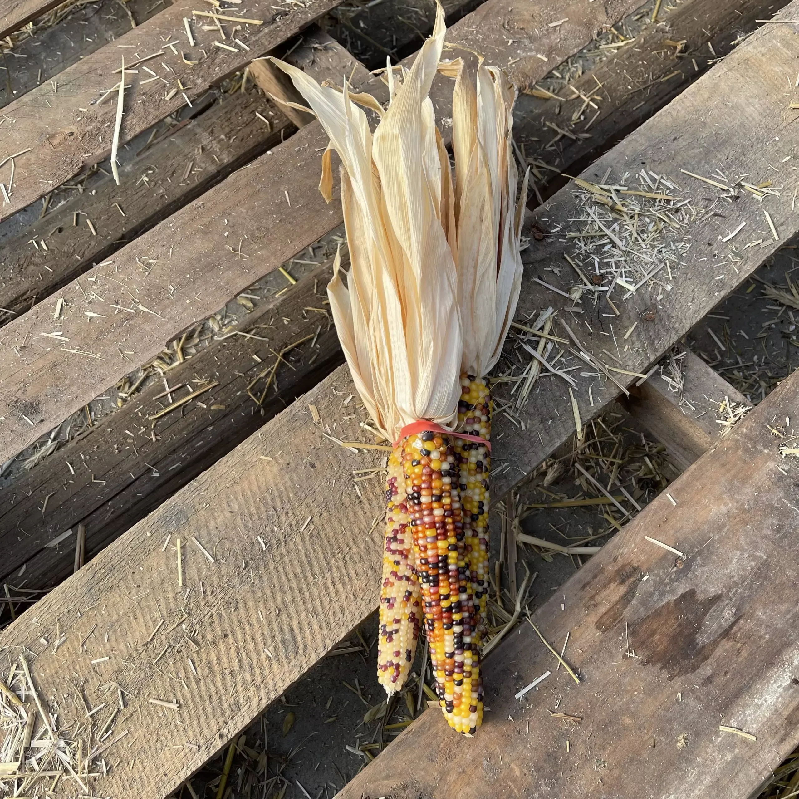 INDIAN CORN MINI BUNDLE