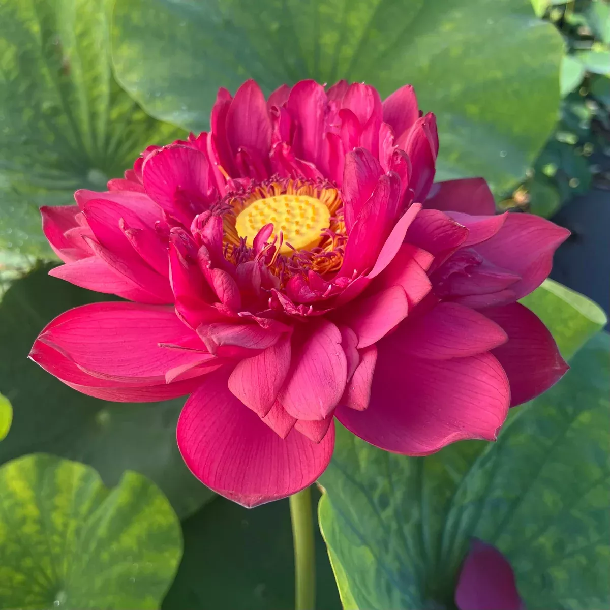 Insular Dark Dye Lotus - Dark Red!