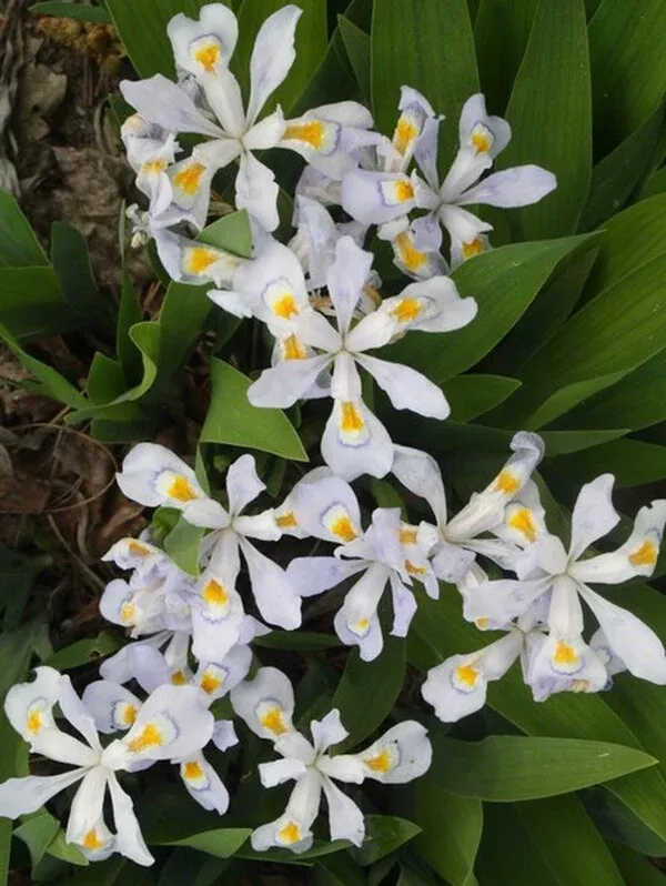 Iris cristata 'Vein Mountain'