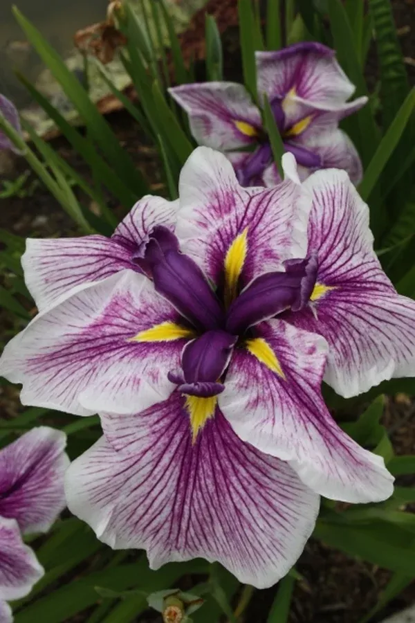 Iris ensata 'Flashing Koi'