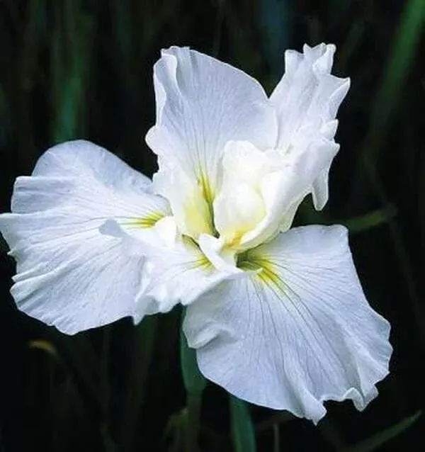 Iris ensata 'Little Snow Man'