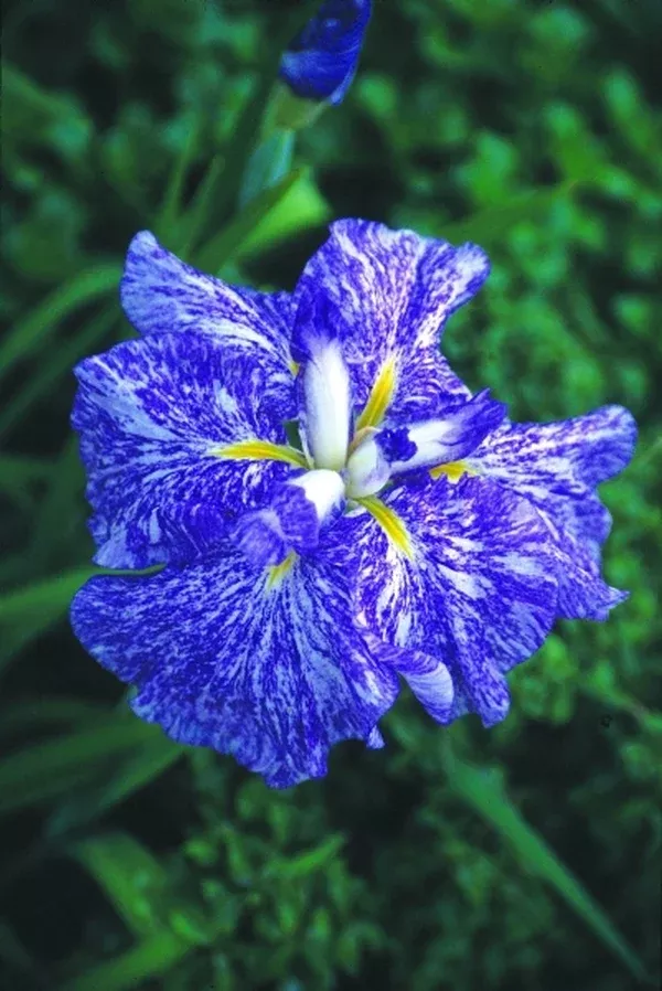 Iris ensata 'Umi Botaru'