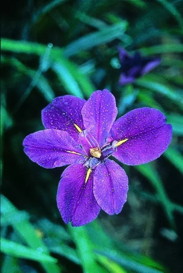 Iris 'Full Eclipse'