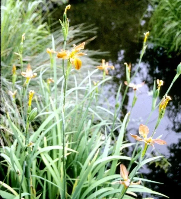 Iris fulva