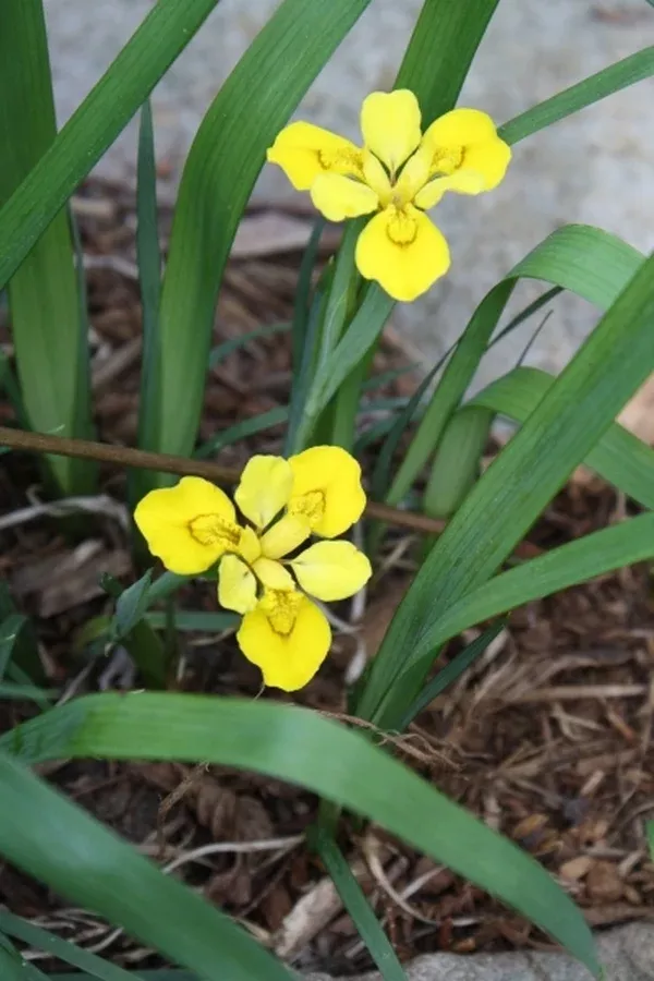 Iris koreana