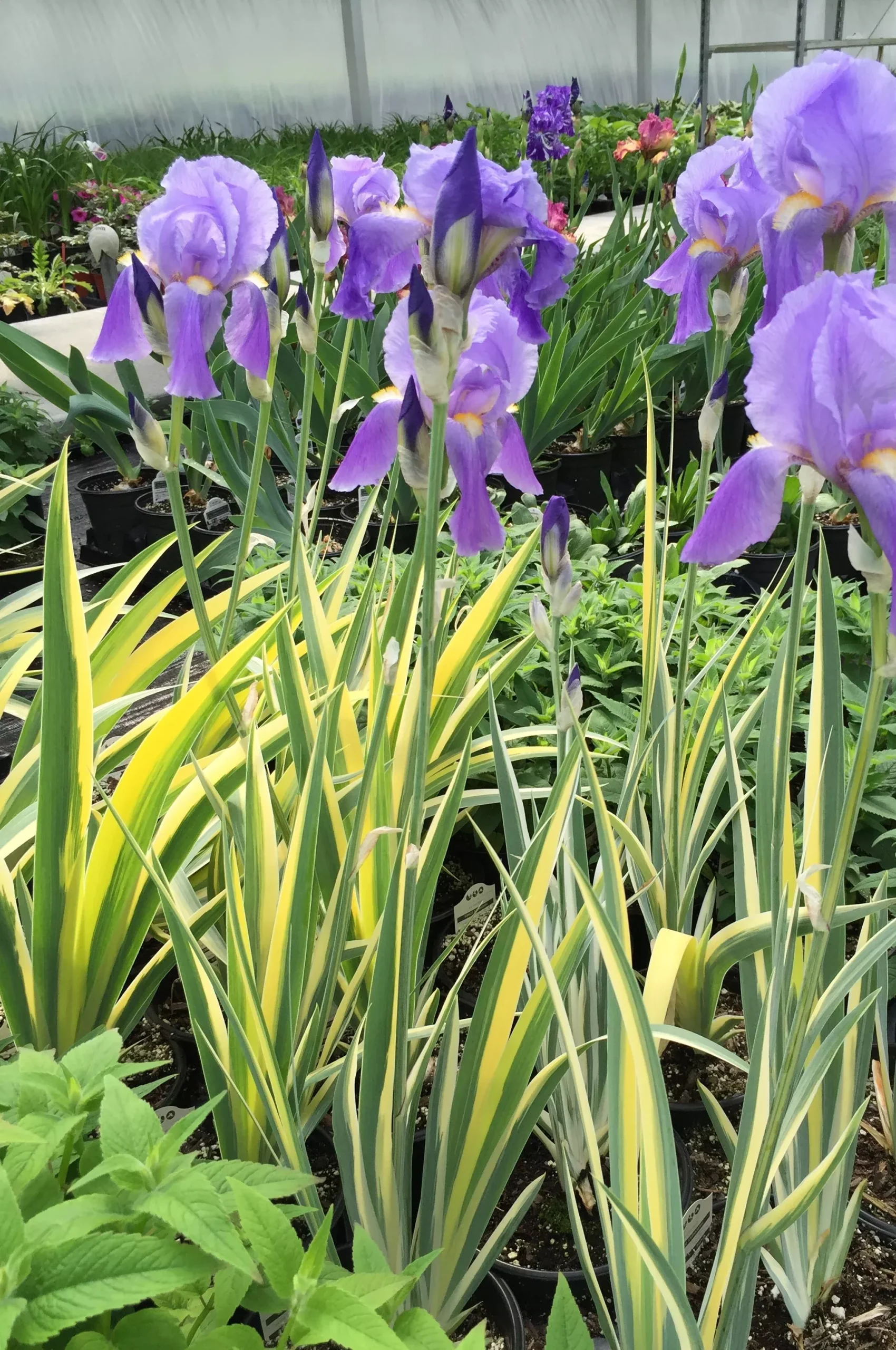 Iris pallida 'Aureo Variegata'