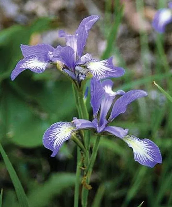 Iris prismatica