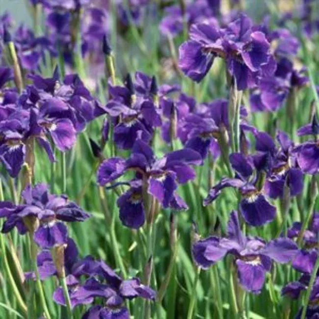 Iris Sibirica 'Caesar'S Brother' Siberian Iris - [EG]