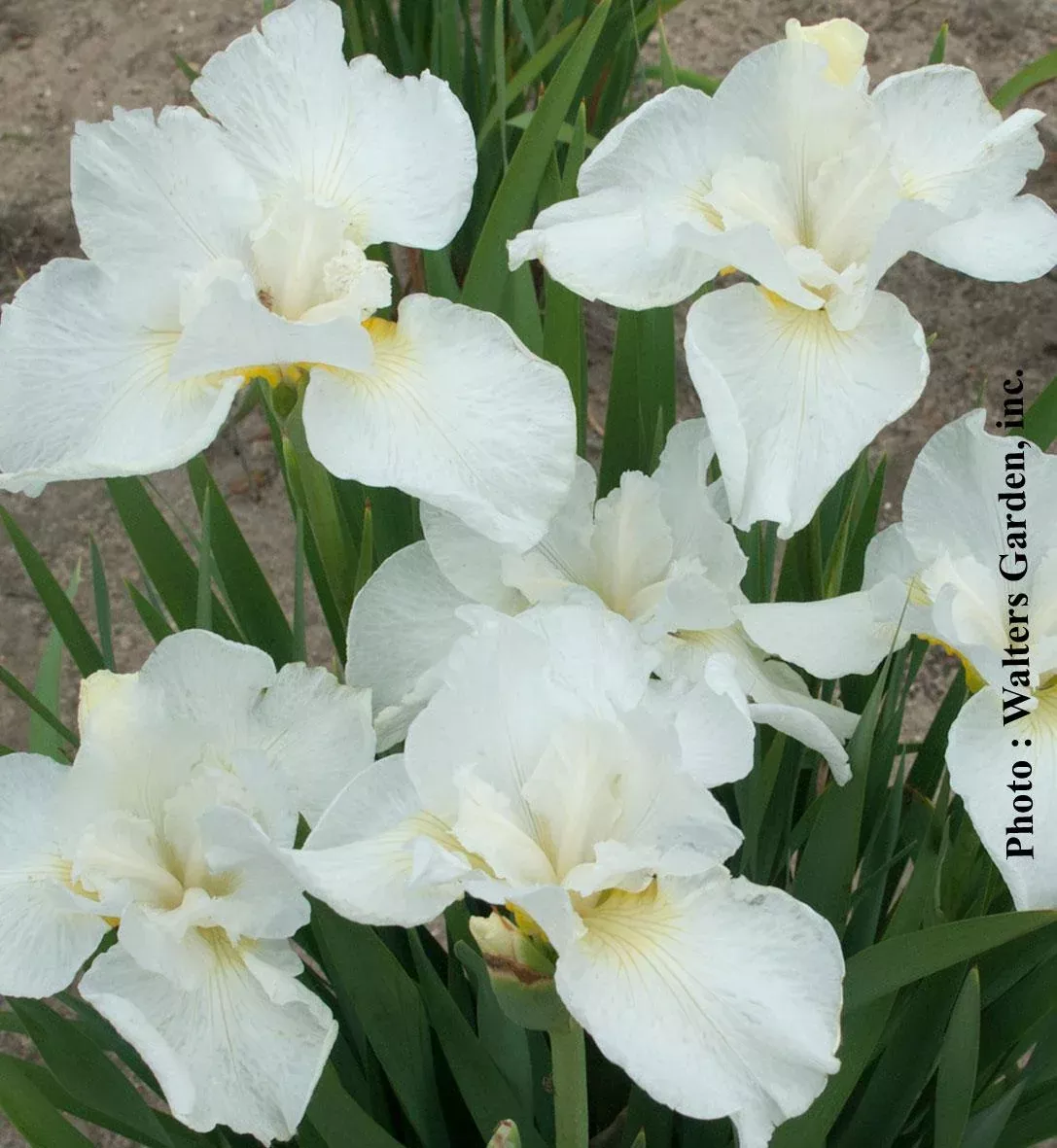 IRIS SIBIRICA `SWANS IN FLIGHT`