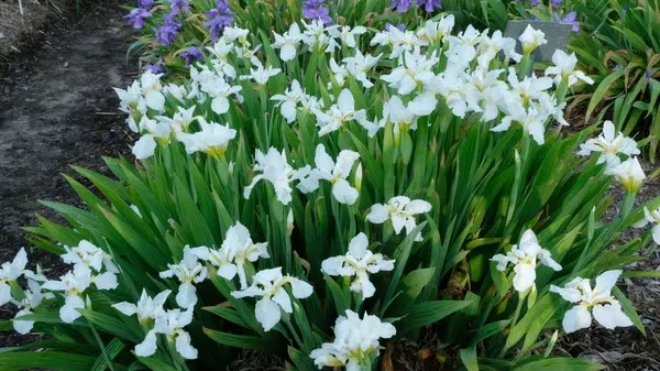 Iris tectorum 'Snow on the Roof'