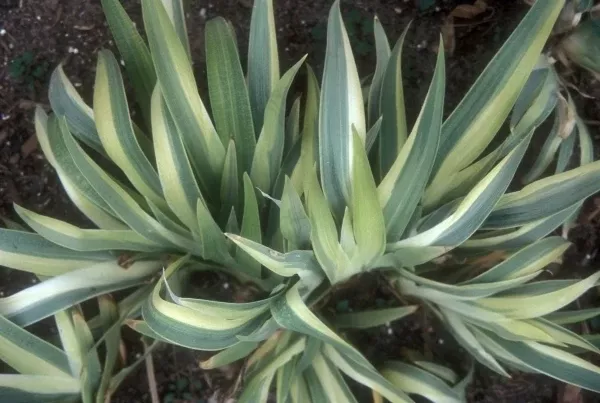 Iris tectorum 'Variegata'