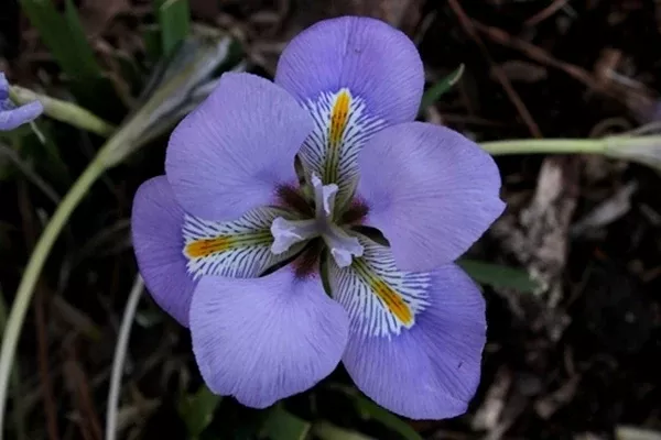 Iris unguicularis 'Mary Barnard'
