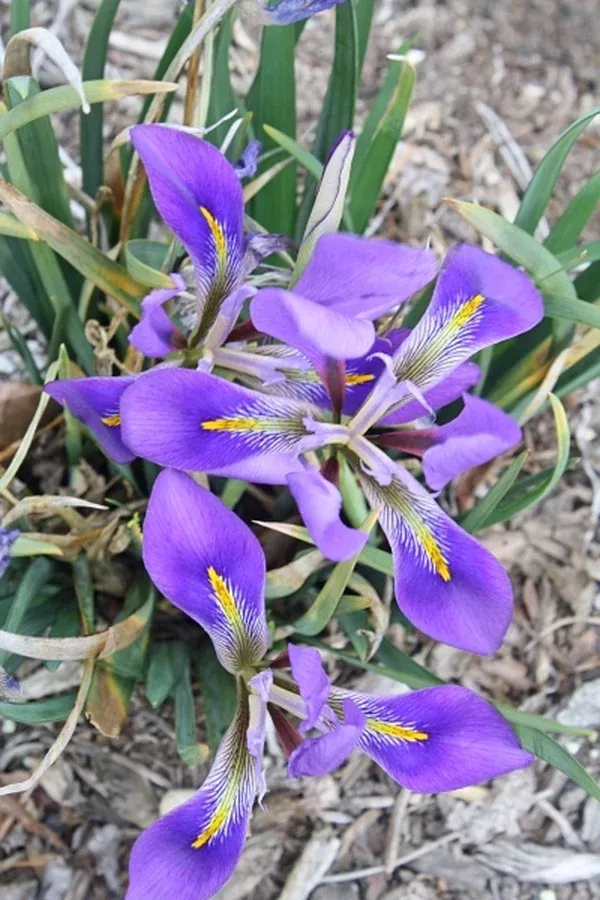 Iris unguicularis