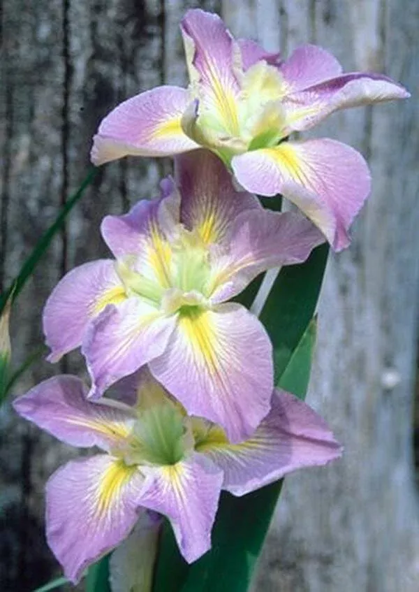 Iris x louisiana 'Handmaiden'