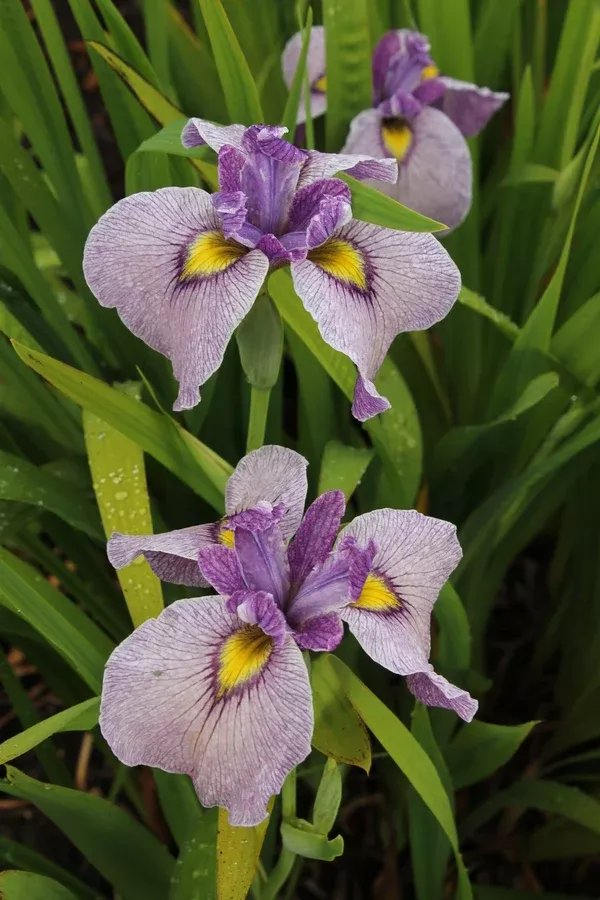 Iris x pseudata 'Take no Sato'