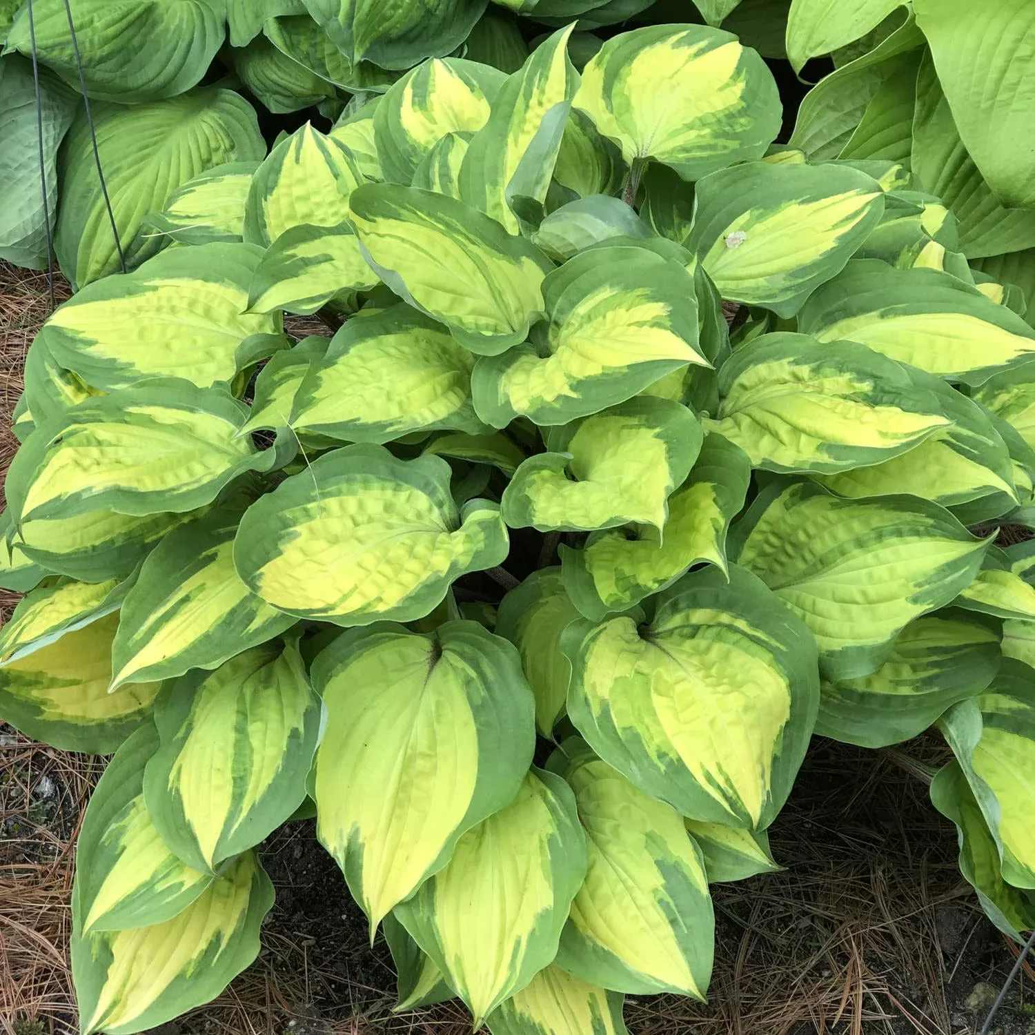 'Island Breeze' Hosta