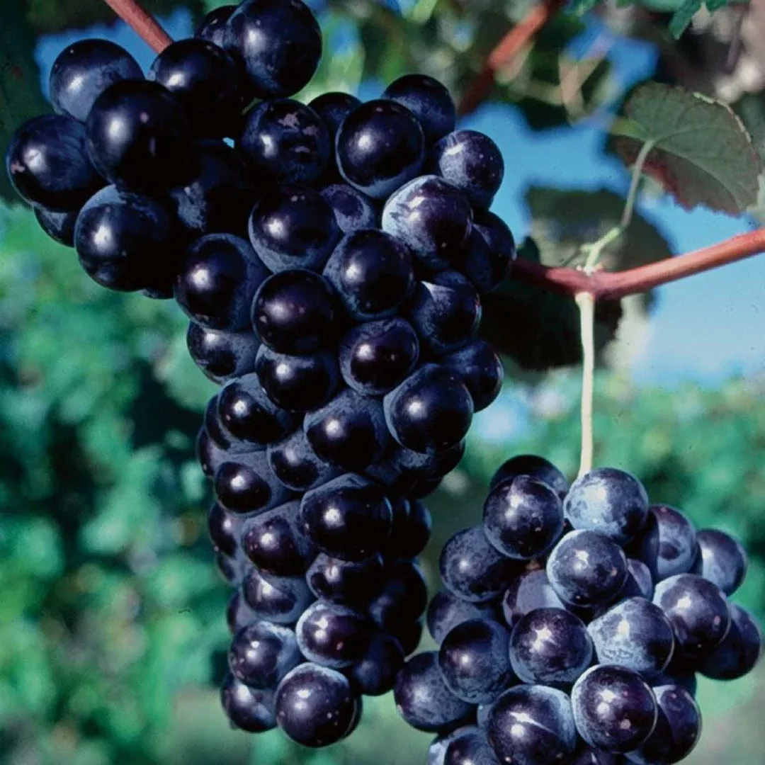Ives Seedless Grape | Pixies Gardens