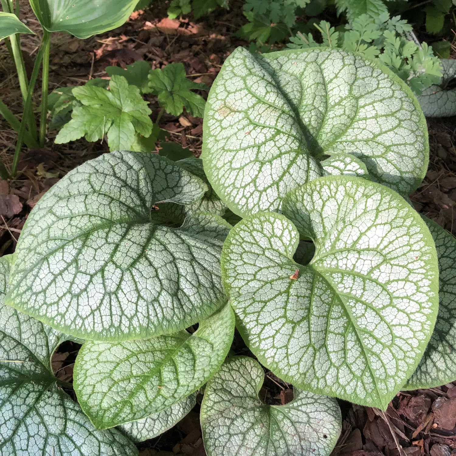 'Jack of Diamonds' Siberian Bugloss (Brunnera)