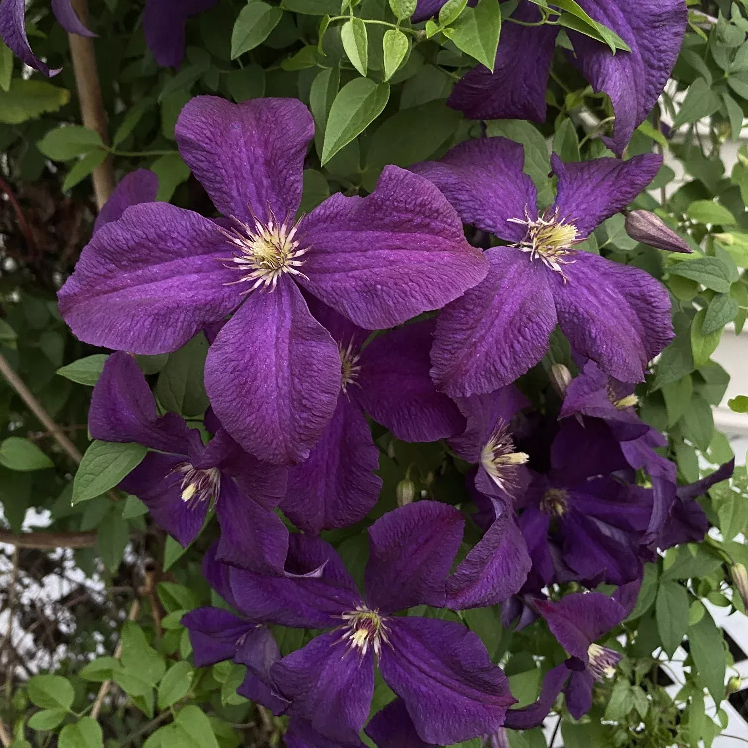 'Jackmanii' Clematis