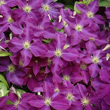 'Jackmanii Superba' Clematis