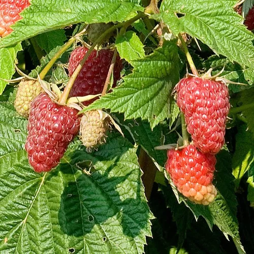 Jaclyn Raspberry Bush