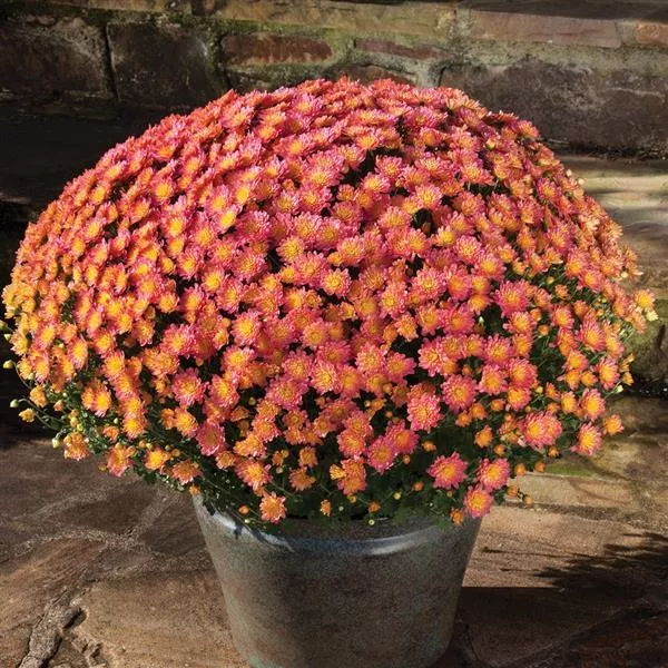 Jacqueline Peach Fusion Mum