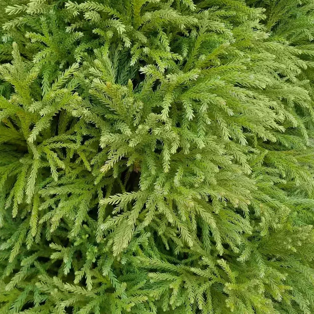 Japanese Cedar, Globosa Nana #3
