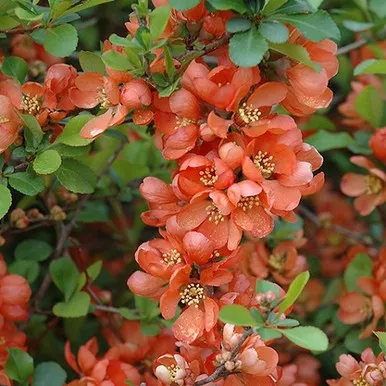 Japanese Flowering Quince