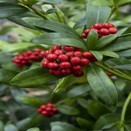 Japanese Skimmia (Female)