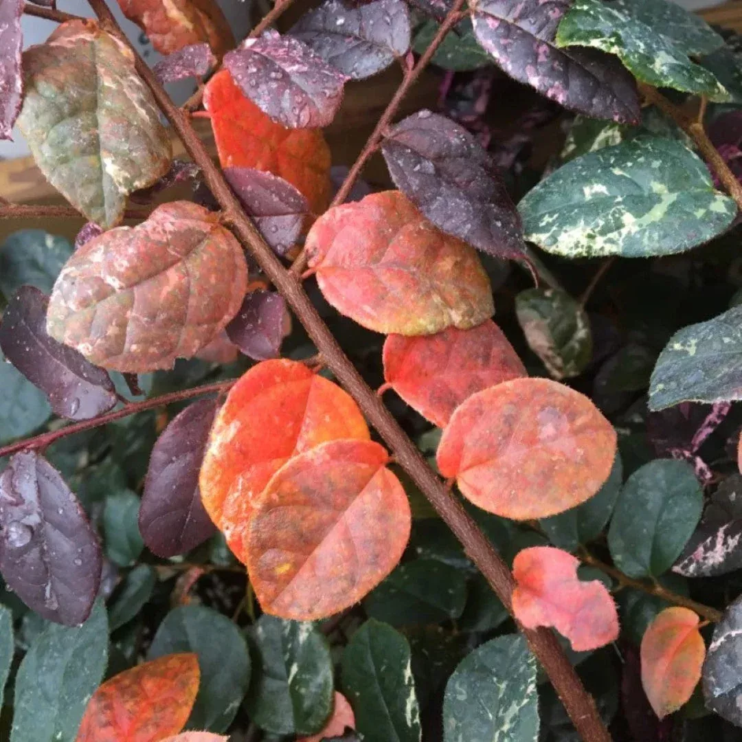 Jazz Hands Loropetalum | Pixies Gardens