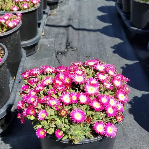 Jewel of the Desert Amethyst Ice Plant