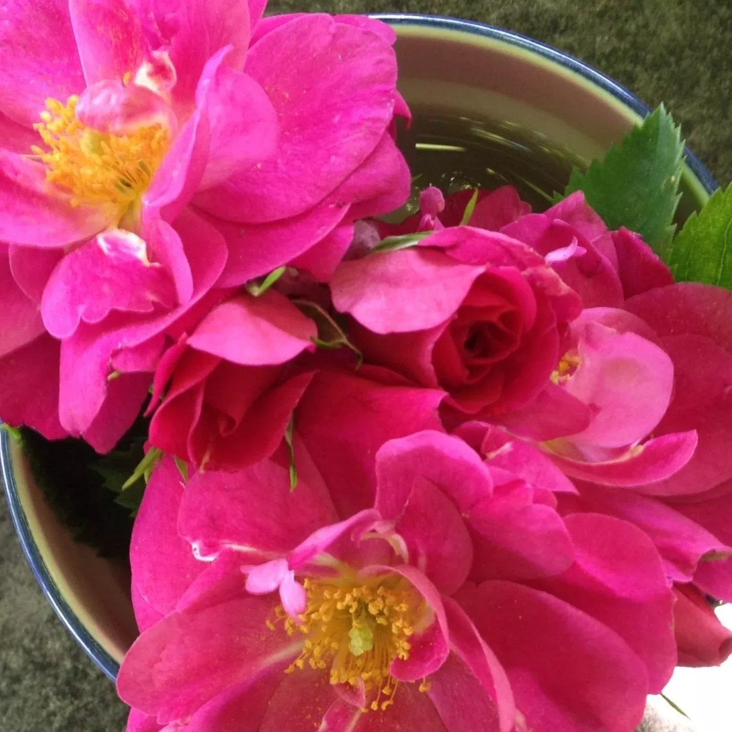 John Cabot Rose