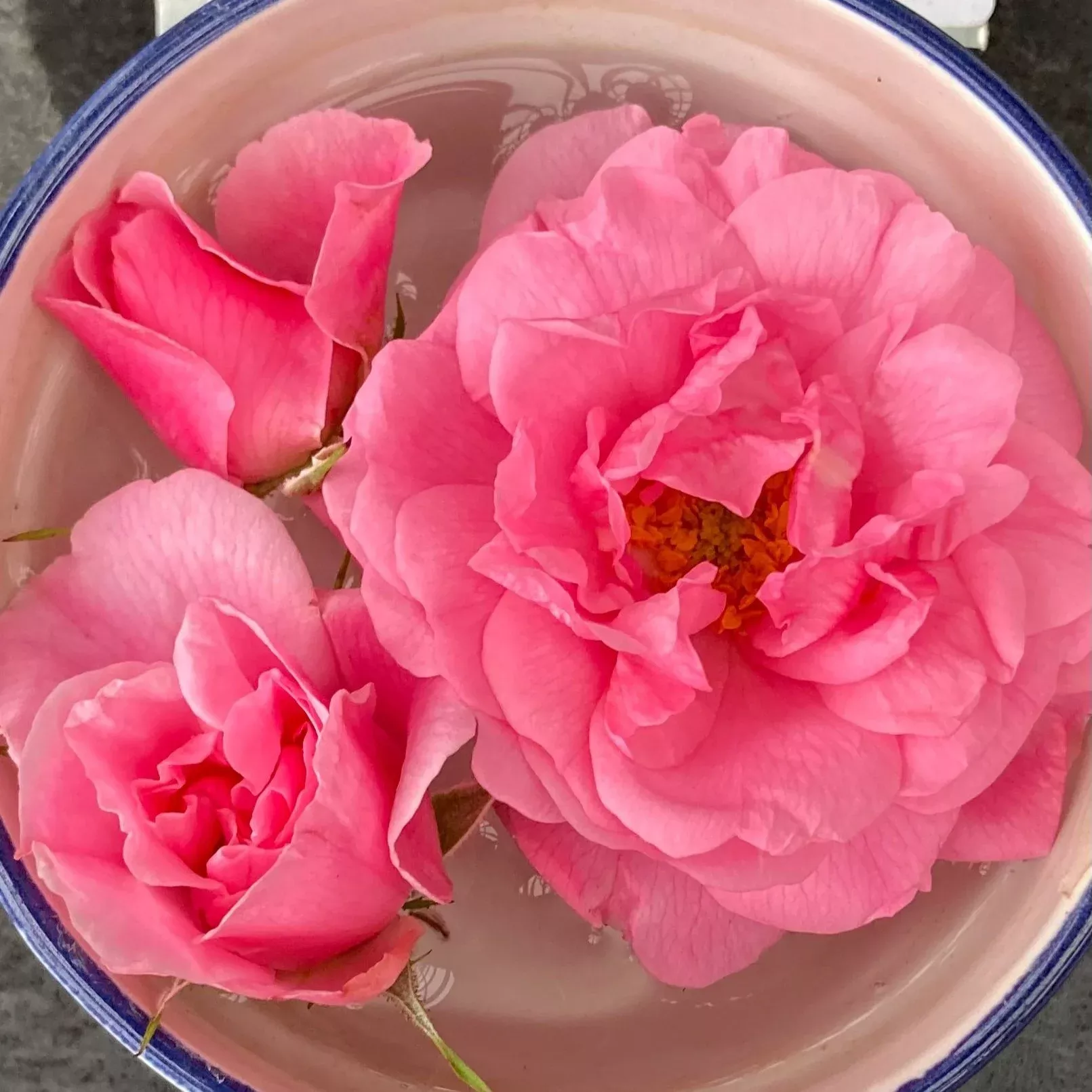 John Davis Rose
