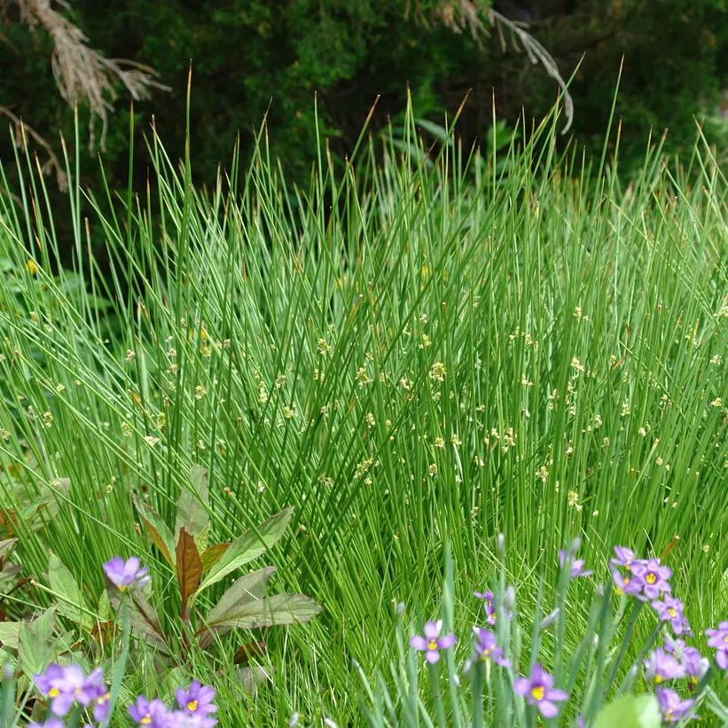 JUNCUS EFFUSUS