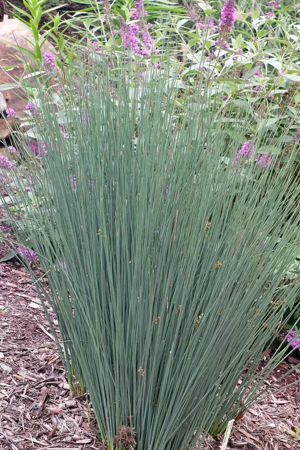 Juncus patens 'Carman's Grey'