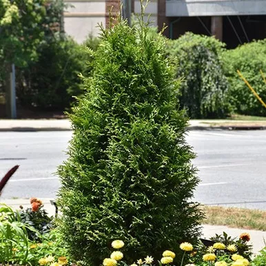 Junior Giant Cedar