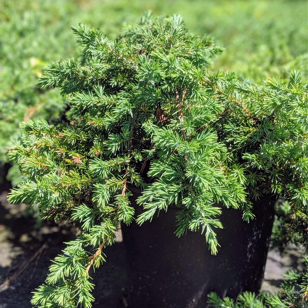 Juniper, Compact Pfitzer Juniper