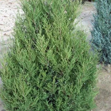 JUNIPERUS CHINENSIS `SPARTAN`