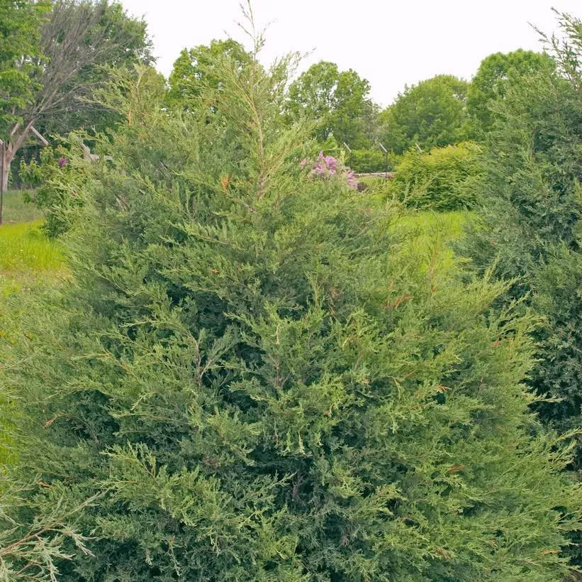 Juniperus Virginiana