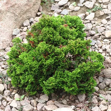 Just Dandy Hinoki Falsecypress