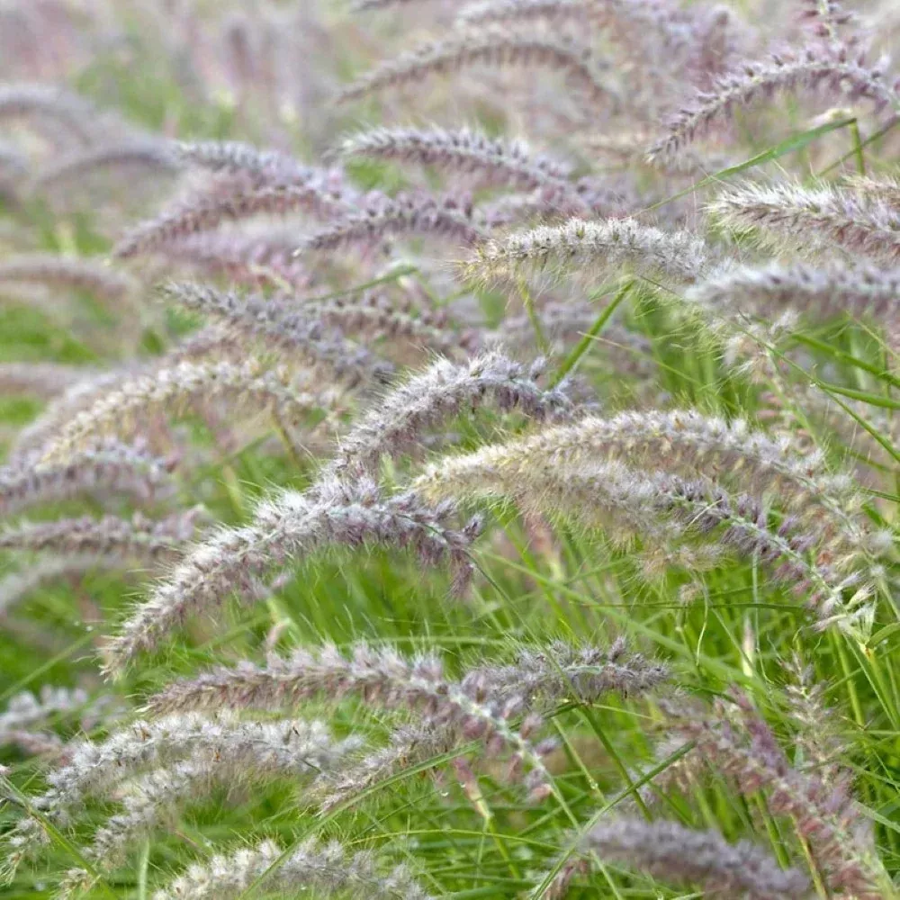 Karley Rose Fountain Grass