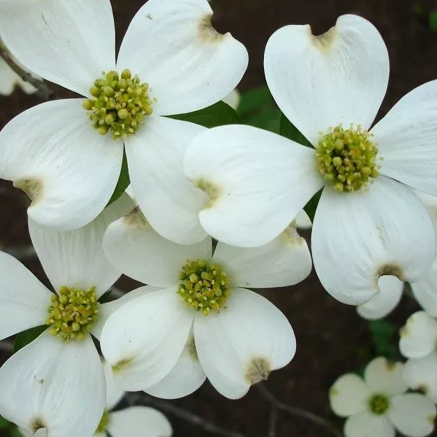 Kay's Appalachian Mist Dogwood