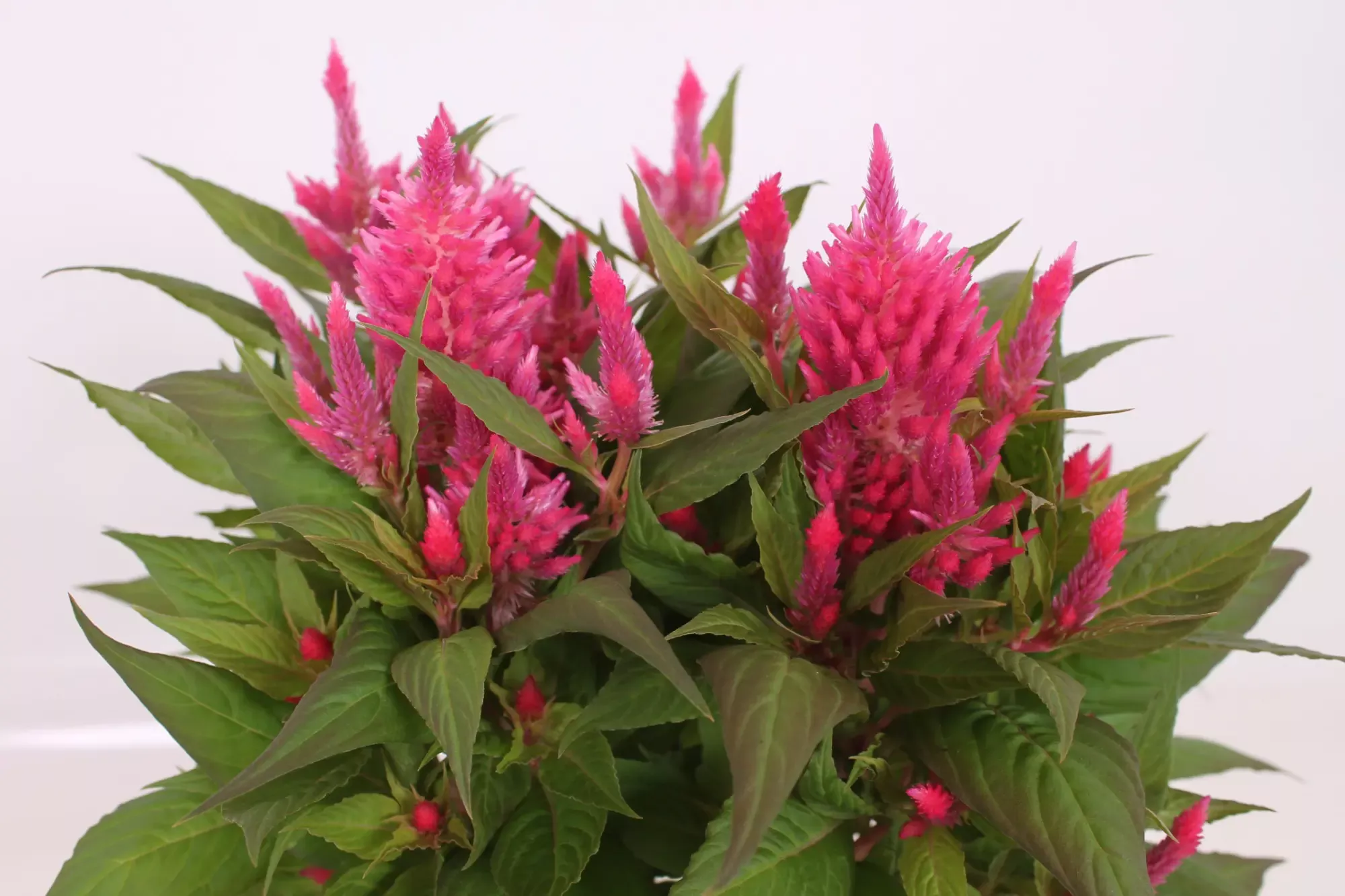 Kelos Fire Pink Celosia
