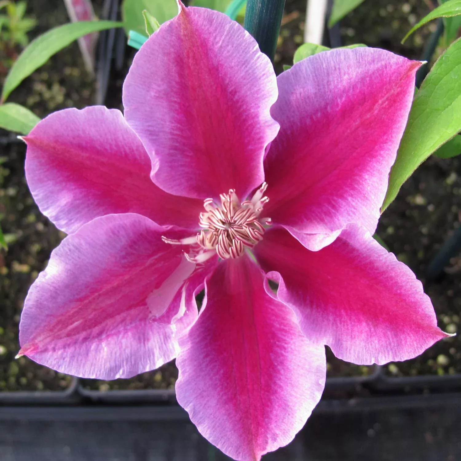 'Kilian Donahue' Clematis