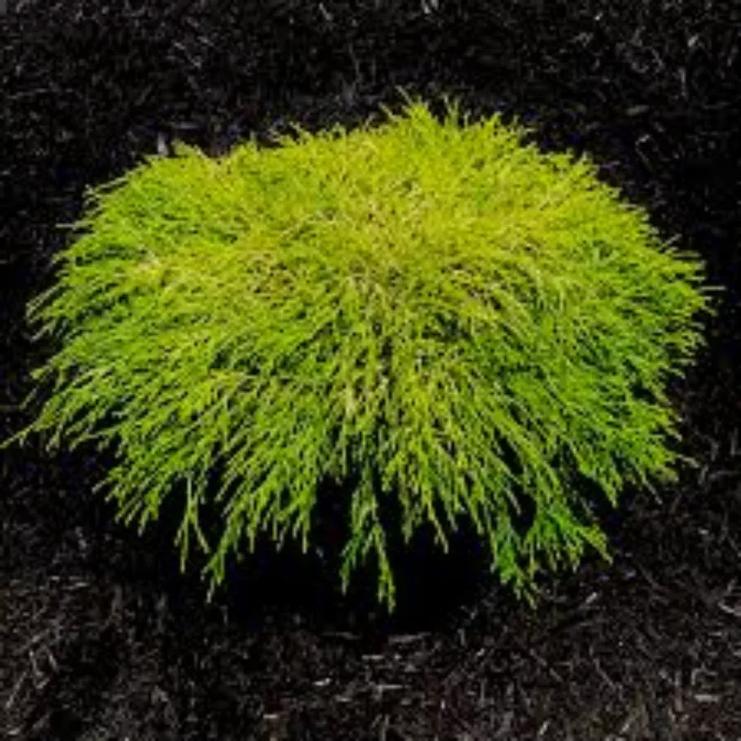 King's Gold Mop Cypress – Bright Golden Thr | Pixies Gardens