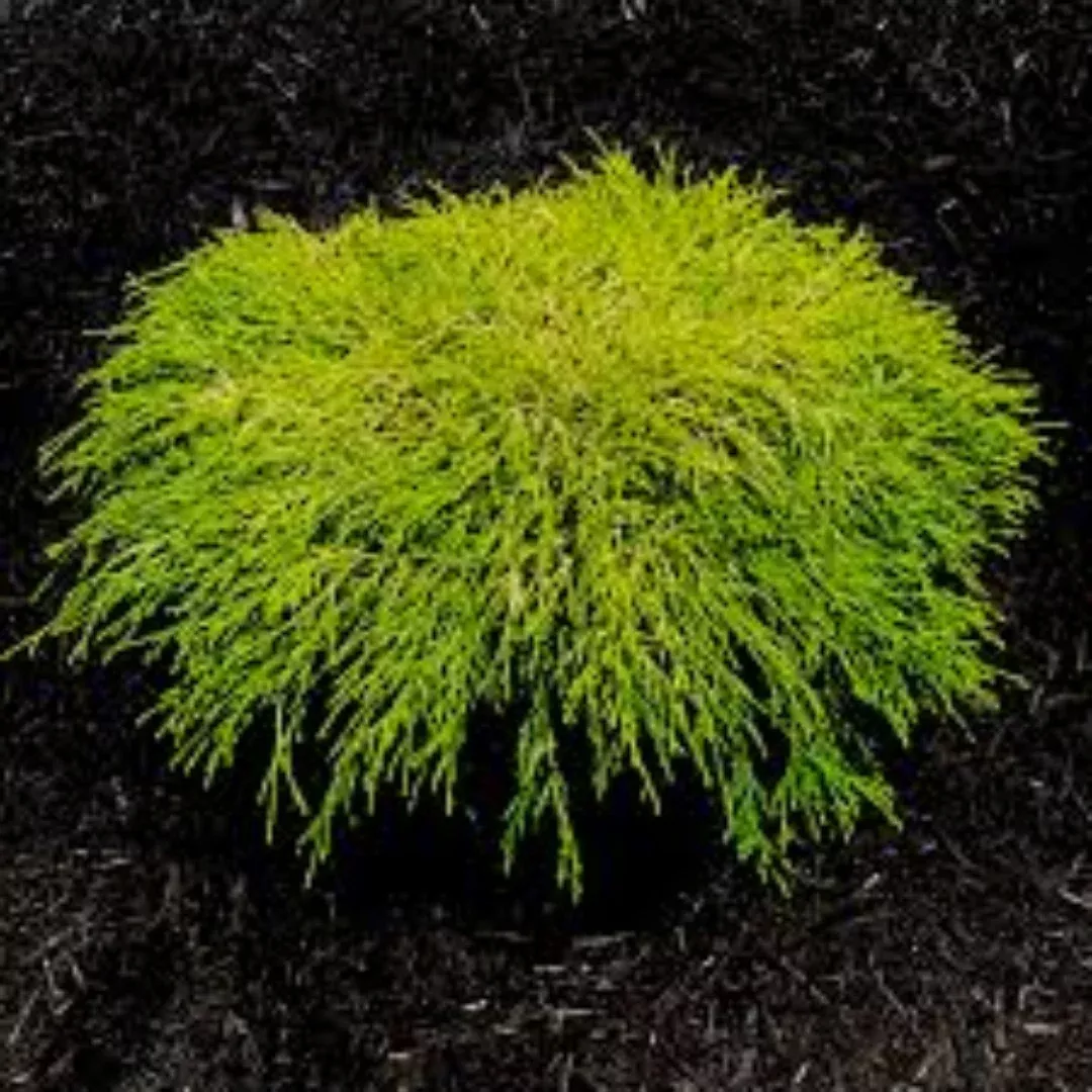 King's Gold Mop Cypress