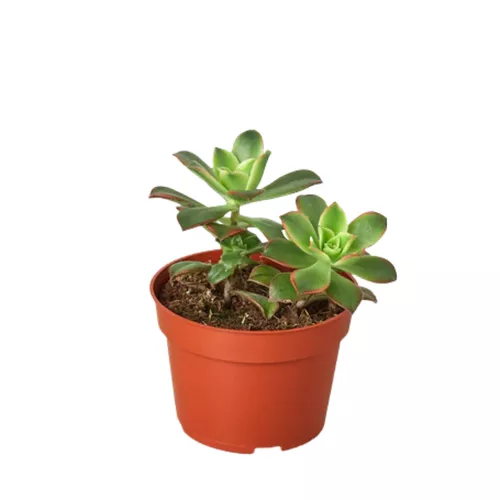 Kiwi Succulent