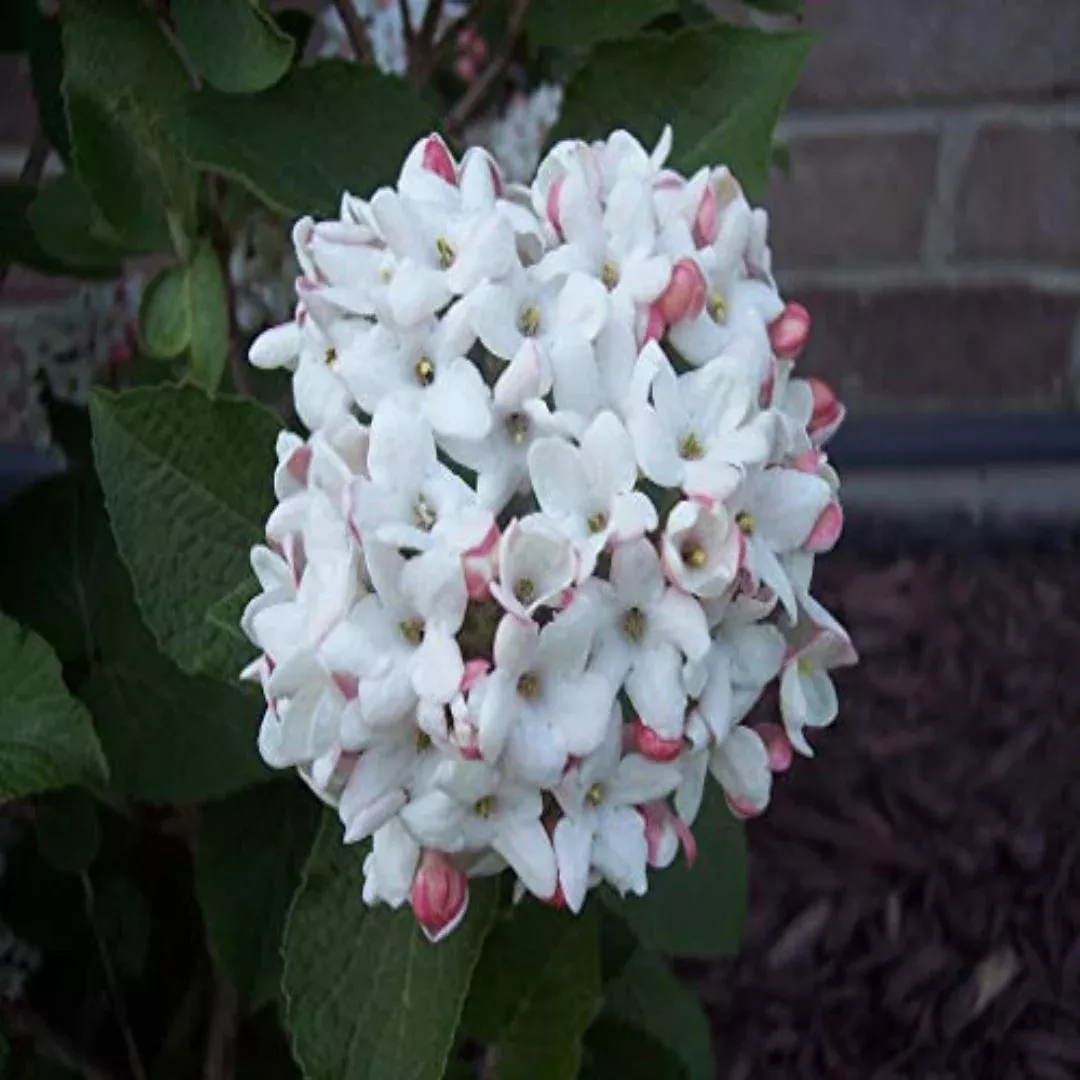 Korean Spice Viburnum Shrub | Pixies Gardens