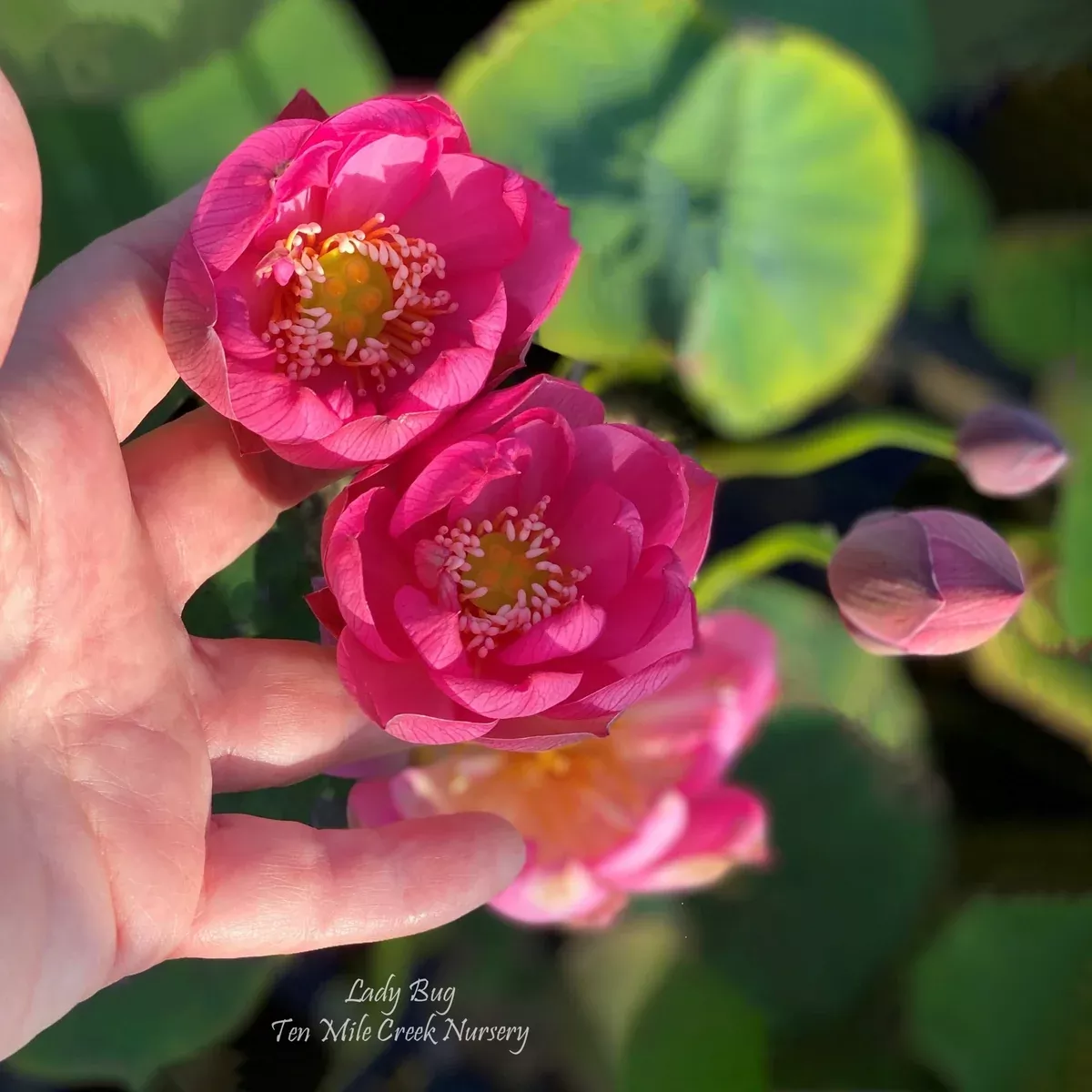 Lady Bug Lotus - Mini - Endless Flowers!